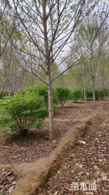 15公分美国红枫