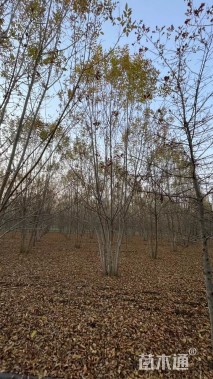 高度800厘米丛生白蜡