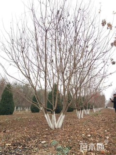 高度400厘米丛生元宝枫