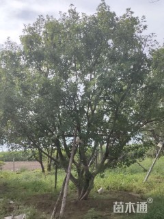 高度850厘米丛生元宝枫