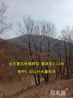 高度400厘米丛生蒙古栎