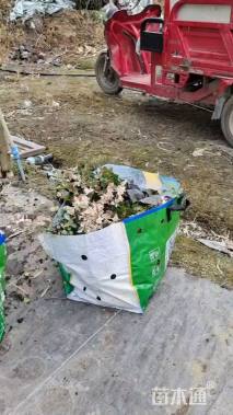 20厘米花叶络石