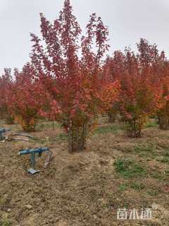高度500厘米丛生美国红枫