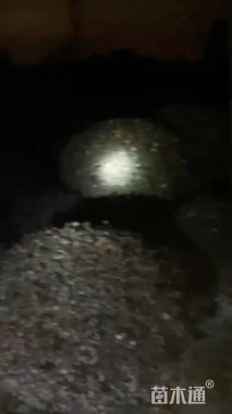 冠幅80厘米红花继木球