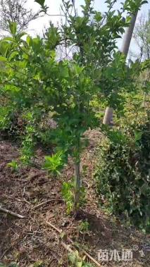 高度200厘米五彩锦带