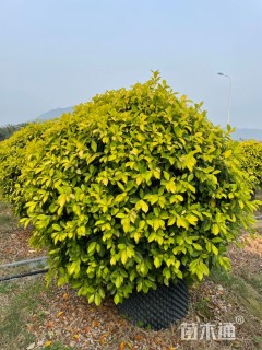 冠幅150厘米黄金榕球