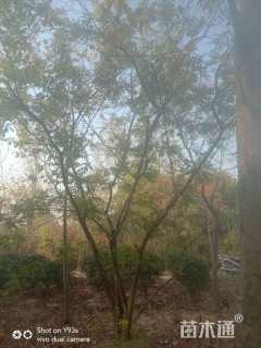 60公分(3杆)丛生黄连木