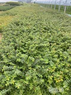 高度60厘米金丝桃