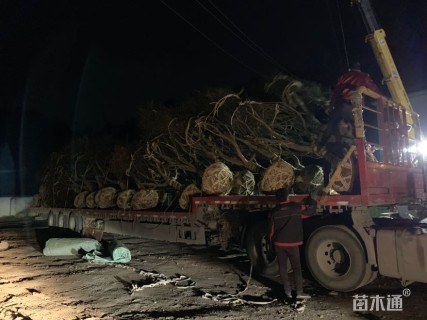 15公分中国红枫