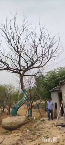 33公分造型朴树