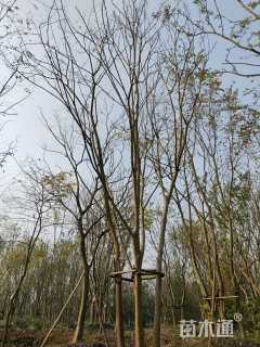 75公分(5杆)丛生朴树
