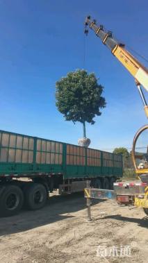 25公分大叶女贞