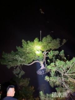 高度800厘米黑松