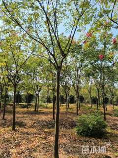 12公分黄山栾树