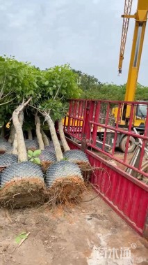 10公分紫花风铃木