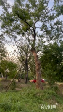 30公分造型乌桕