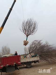 12公分八棱海棠