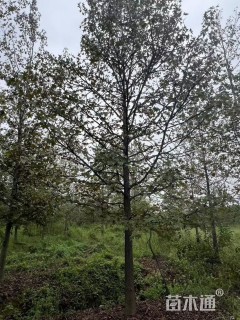 18公分北美枫香