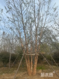 高度600厘米丛生河桦