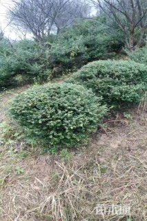 冠幅100厘米龟甲冬青球