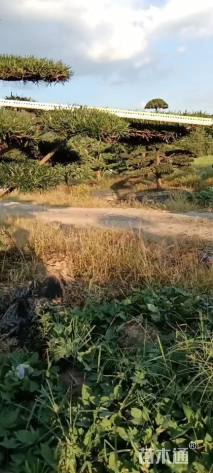 容器苗造型罗汉松