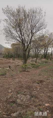 70公分(8杆)丛生朴树