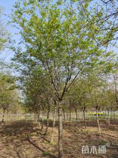 15公分朴树