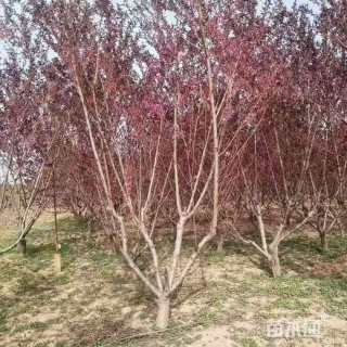 12公分红叶碧桃