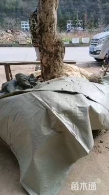 高度320厘米瓜子黄杨