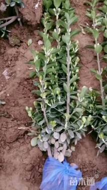 高度120厘米北海道黄杨