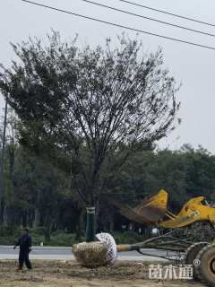 24公分榉树