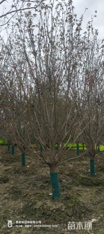 18公分绚丽海棠