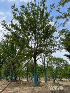 60公分朴树