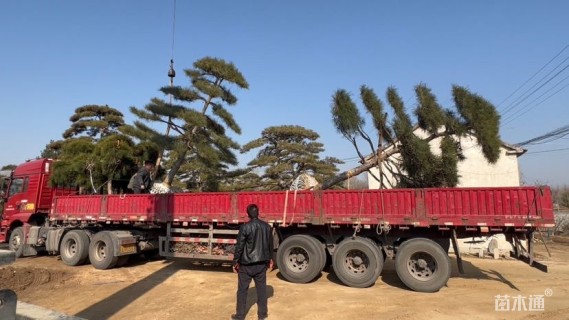 20公分造型黑松