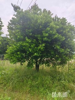 高度300厘米丛生胡柚