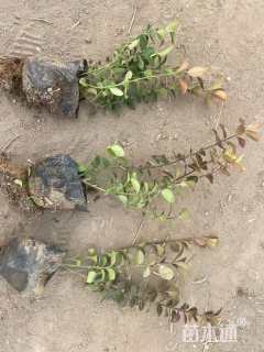 高度45厘米卫矛