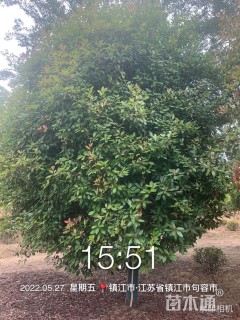 15公分红叶石楠