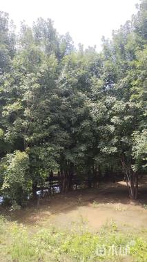 10公分美国红枫