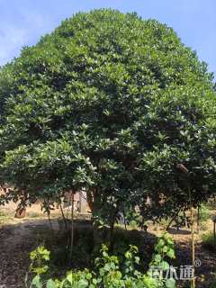 高度850厘米丛生桂花