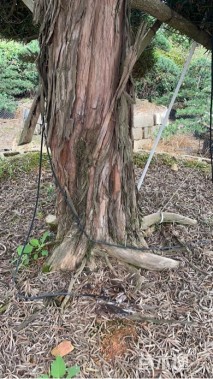 移栽苗造型罗汉松