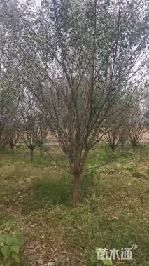 10公分骨里红梅