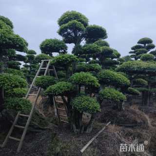 65公分造型榔榆