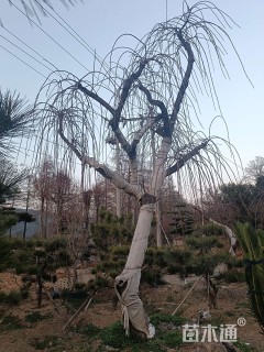 高度450厘米垂梅