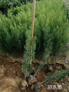 高度70厘米侧柏