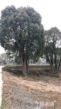 120公分丛生香樟