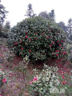 冠幅300厘米茶花球