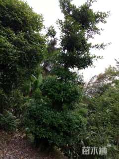 高度3000厘米金弹子