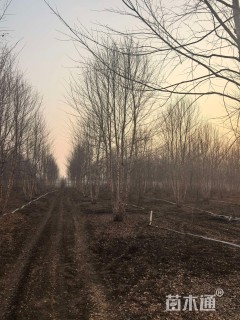 高度500厘米丛生河桦