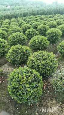 冠幅120厘米含笑球