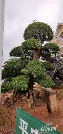 80公分造型榆树